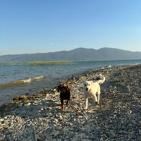 Moon - The Lakehouse Willa